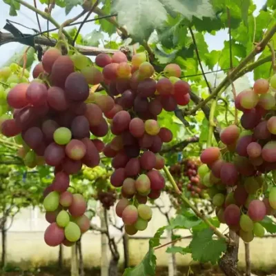 Mazzarrone, al via in anticipo la campagna viticola 2025: atteso un +30% nelle rese