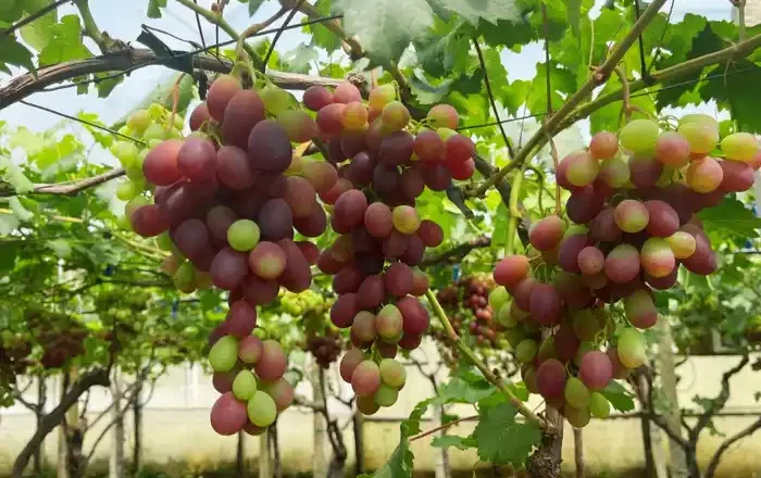 Mazzarrone, al via in anticipo la campagna viticola 2025: atteso un +30% nelle rese