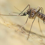 Isolato un caso di West Nile Virus  in un cavallo nel Catanese