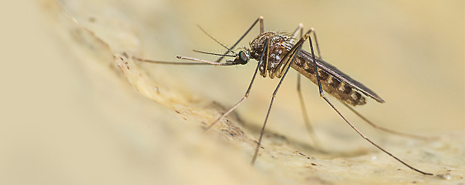 Isolato un caso di West Nile Virus  in un cavallo nel Catanese