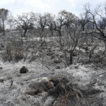 Incendi alla Sughereta di Niscemi: disastro ambientale e culturale senza precedenti