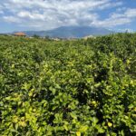 GAL Terre di ACI: Limoni d’Italia: due territori a confronto: ad Acireale il convegno che celebra paesaggi, tradizioni e tutela agricola
