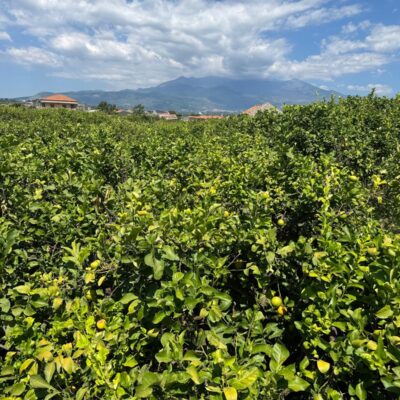 GAL Terre di ACI: Limoni d’Italia: due territori a confronto: ad Acireale il convegno che celebra paesaggi, tradizioni e tutela agricola
