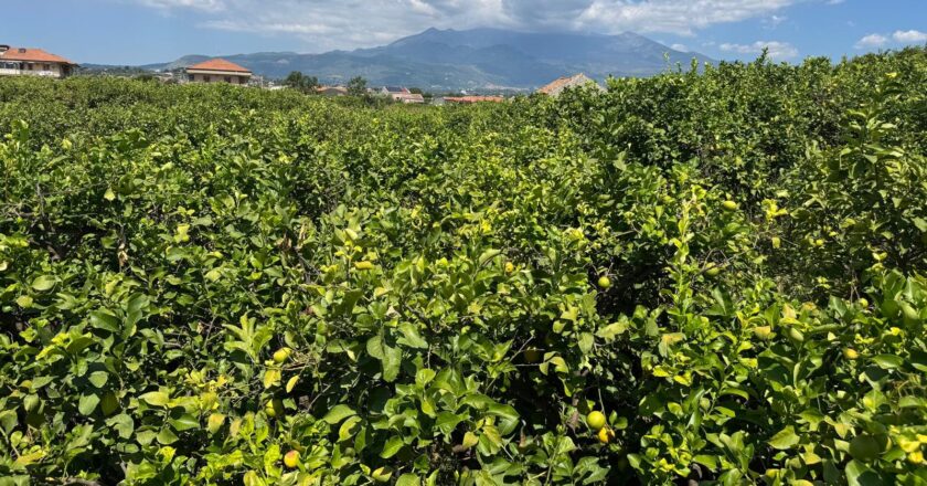 GAL Terre di ACI: Limoni d’Italia: due territori a confronto: ad Acireale il convegno che celebra paesaggi, tradizioni e tutela agricola