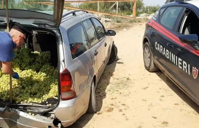 Furti nei vigneti, rafforzati i controlli nel Calatino: riflettori su Mazzarrone e Licodia Eubea