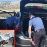 Furti d’uva nelle campagne di Licodia Eubea: denunciati quattro catanesi