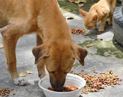 Olbia vieta di dar cibo ai cani randagi ma il Tar annulla il divieto