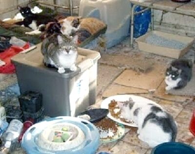 Roma. Condanna a cinque mesi all’accumulatrice di gatti